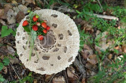 Wild strawberries on Parasol mushroom