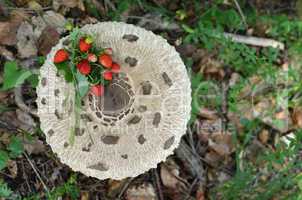 Wild strawberries on Parasol mushroom