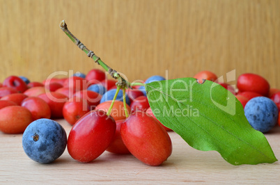 Cornelian and sloes close up