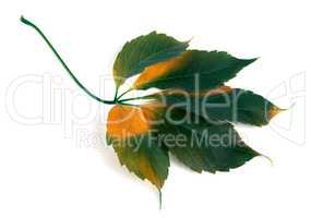 Multicolor grapes leaf (Parthenocissus quinquefolia foliage)