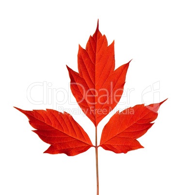 Red acer negundo leaf