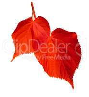 Red linden-tree leafs on white background