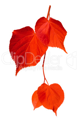 Red linden-tree leafs