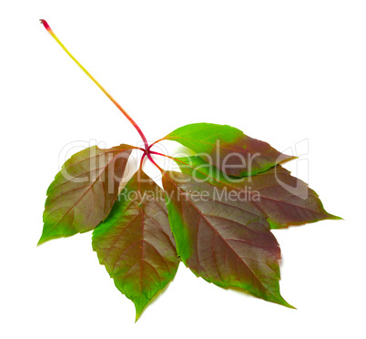 Multicolor virginia creeper leaf (Parthenocissus quinquefolia fo