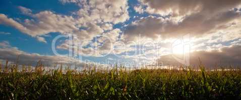 corn field