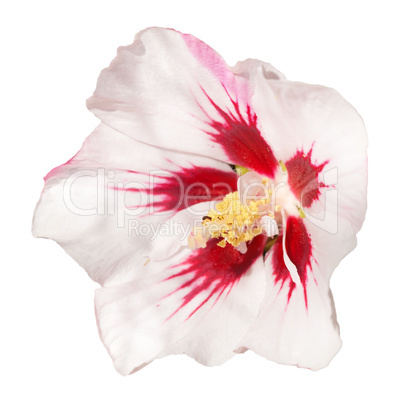 hibiscus flower