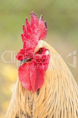 Red cock portrait