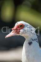 Muscovy duck