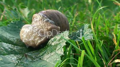large snail turns around and crawling on the grass in the garden in Sunny weather