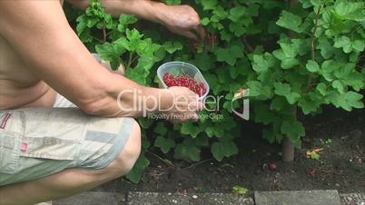 the man slowly tearing red currants in the garden