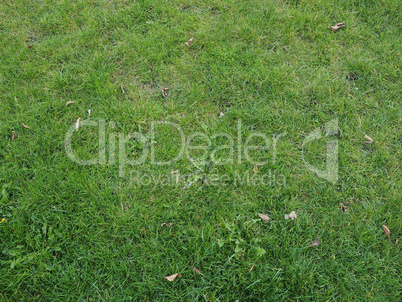 Green grass meadow background