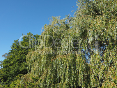 Weeping Willow tree