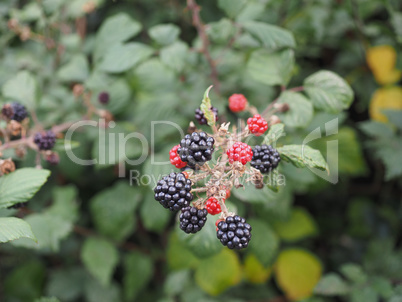 Blackberry fruits