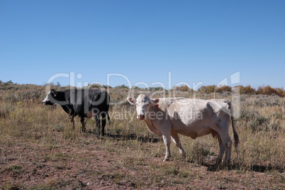 two cows on the field in colorado