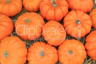 Thanksgiving Pumpkins symbols
