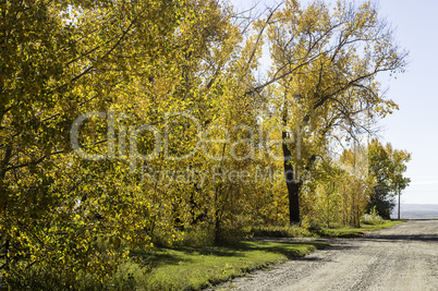 Golden Beauty of Fall