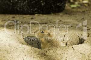 Gopher Peaking out of its Hole