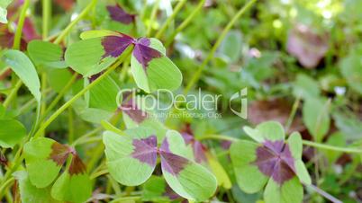 clover with four leaves