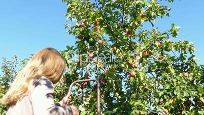 a woman rises on a ladder and reap apples