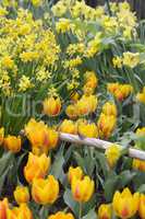 Tulpen und Osterglocken