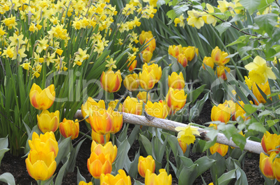 Tulpen und Osterglocken