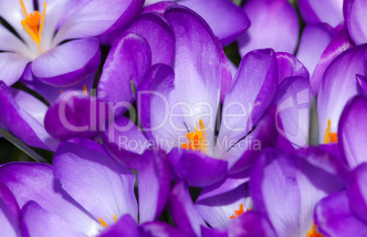 purple crocuses