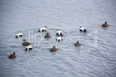 Different colored ducks on a lake