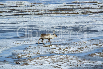 Reindeer in Iceland