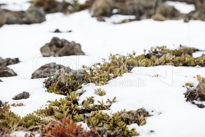 Small plants grow on volcanic underground