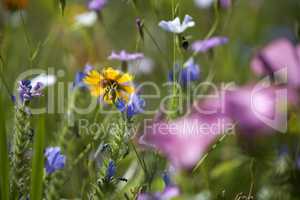 Wildflower meadow