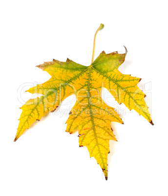 Autumn yellowed leaf