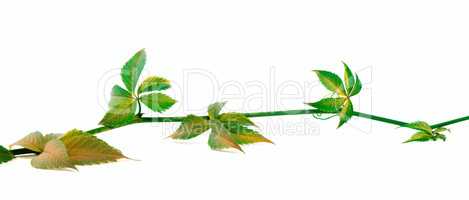 Yellowed twig of grapes leaves on white background