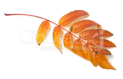 Autumn leaf of rowan isolated on white background