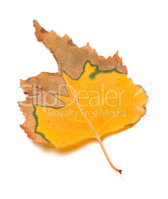 Dried autumn leaf of birch