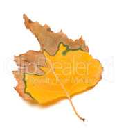 Dried autumn leaf of birch