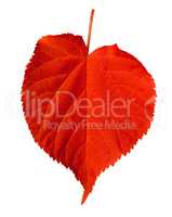 Red linden-tree leaf