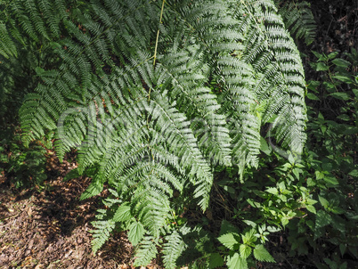 Green fern plant