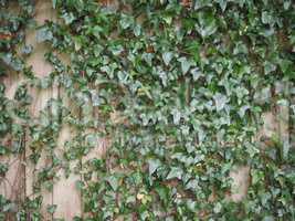 Green ivy background