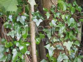 Ivy plant background