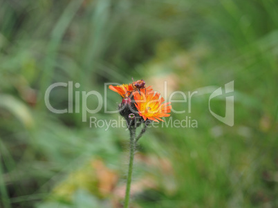 Orange daisy flower selective focus