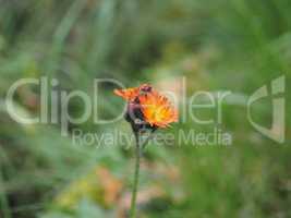 Orange daisy flower selective focus