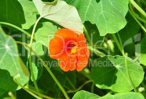 Kapuzinerkresse (Tropaeolum majus)