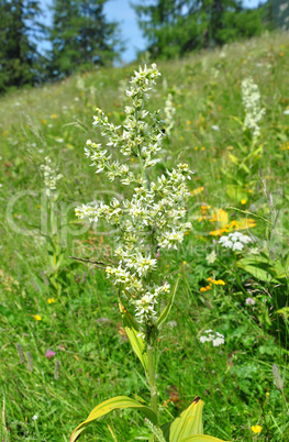 Weißer Germer (Veratrum album)