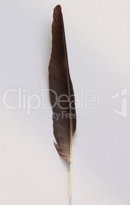 Black Crow bird feather