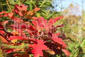Bright red oak leaves in autumn season
