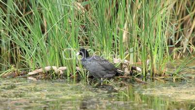 Coot in the water (Fulica atra)