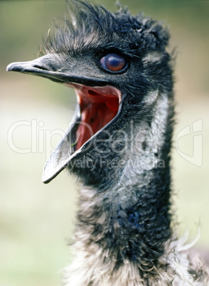 Emu