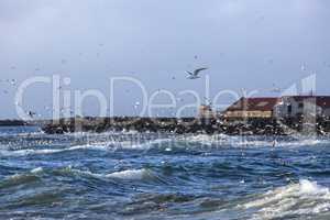 Gulls hunting for fish