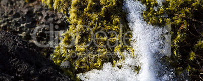 Closeup of fragile Icelandic moss