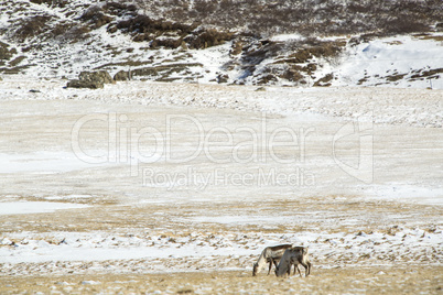 Two reindeers in Iceland